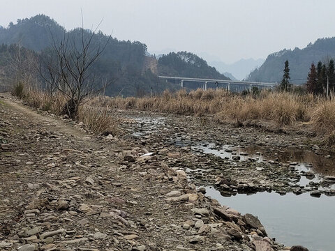 河里的鴨子