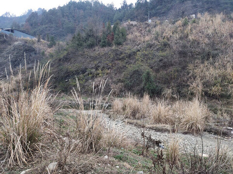 冬天的遠山與雜草