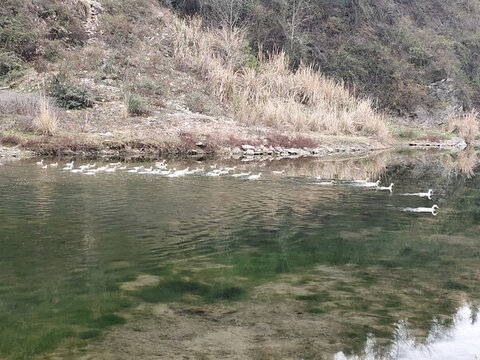 水里的鴨子