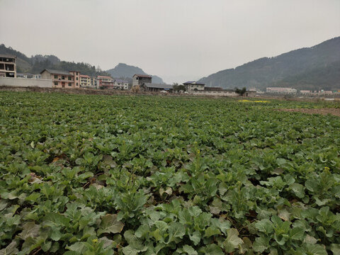 鄉(xiāng)村油菜田