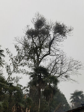 大樹
