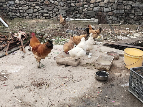 雞吃食