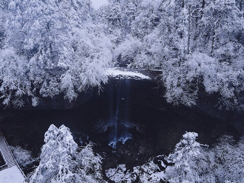 雪景樹林森林冬季