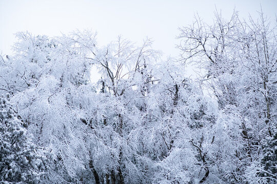 雪景樹林森林冬季