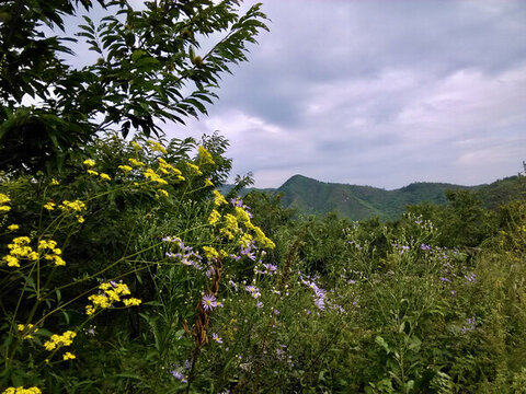 山花與綠植