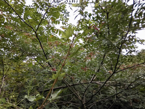 山里紅樹
