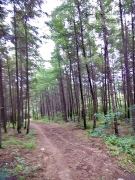 松樹(shù)中的土路