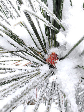 雪松