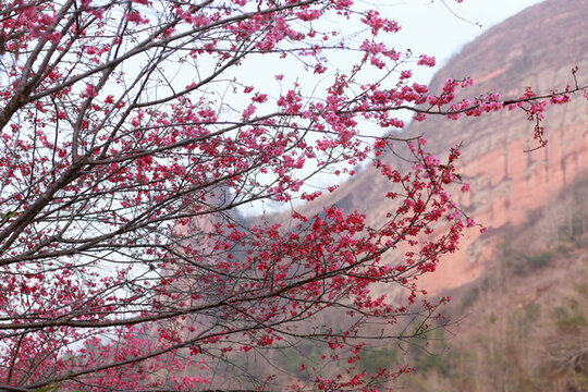 櫻花