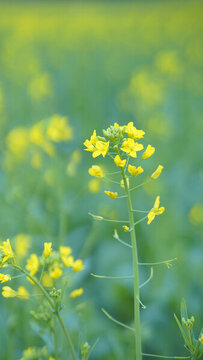 油菜花