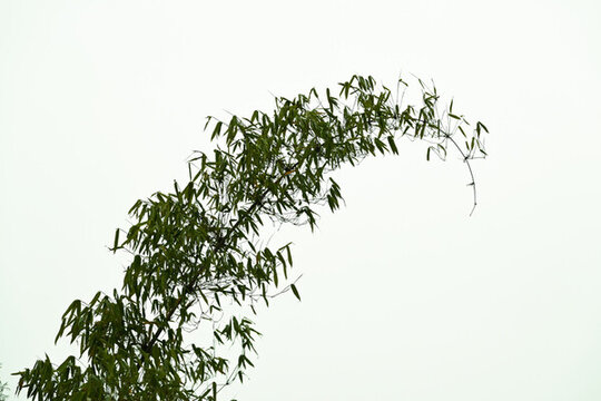竹葉