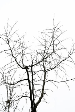 枯樹枝