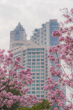 廣州寺右萬(wàn)科中心紫風(fēng)花鈴木