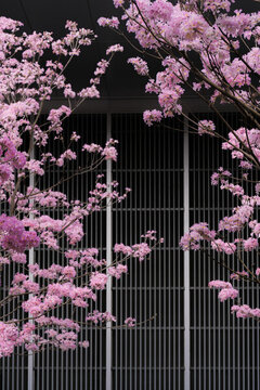 廣州寺右萬(wàn)科中心紫風(fēng)花鈴木