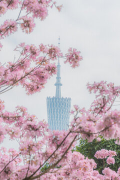 廣州寺右萬(wàn)科中心紫風(fēng)花鈴木
