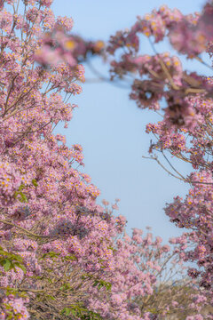 馬克村的紫風(fēng)花鈴木