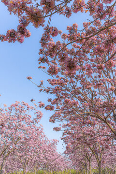 馬克村的紫風(fēng)花鈴木