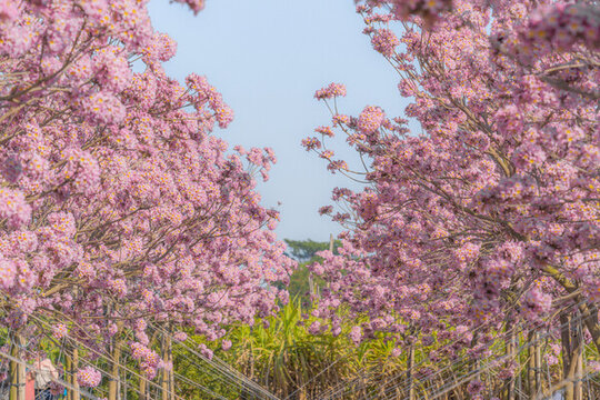馬克村的紫風(fēng)花鈴木