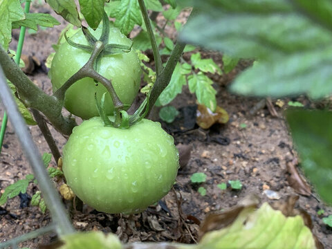 雨后西紅柿