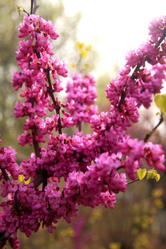 紫荊花樹(shù)
