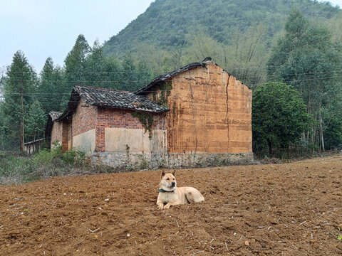 中華田園犬耕地紅磚房村舍