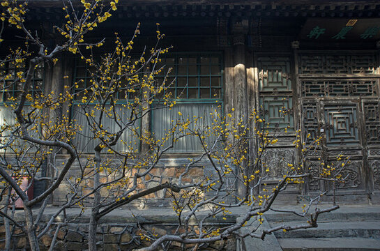 北京頤和園樂農(nóng)軒蠟梅