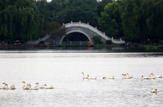 一群鵝