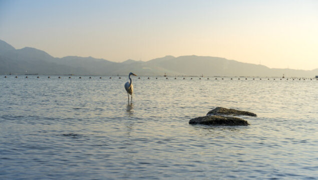 海中蒼鷺