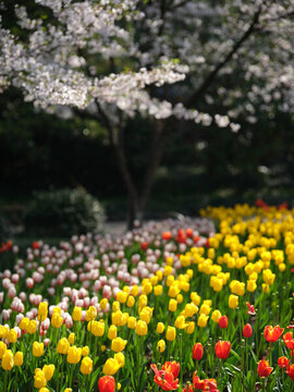 郁金香花海