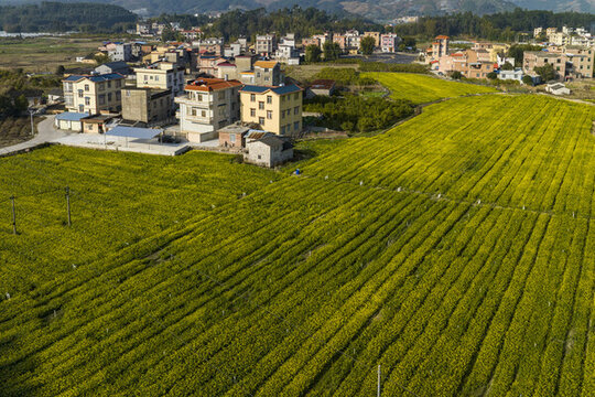 廣西蒙山縣蔬菜基地菜花盛開