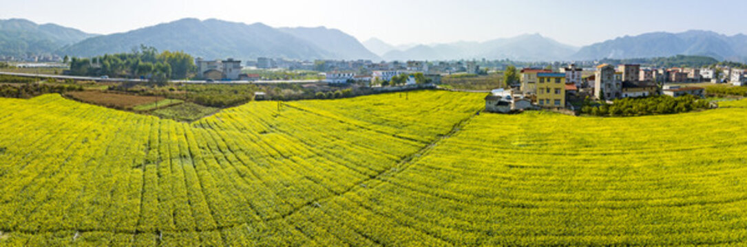 廣西蒙山縣蔬菜基地菜花盛開