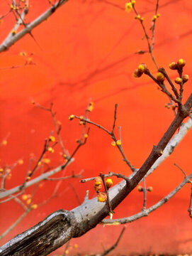 紅墻梅花