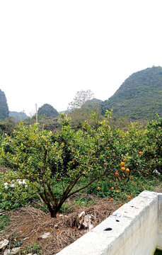沃柑園