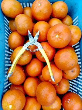 果實(shí)沃柑