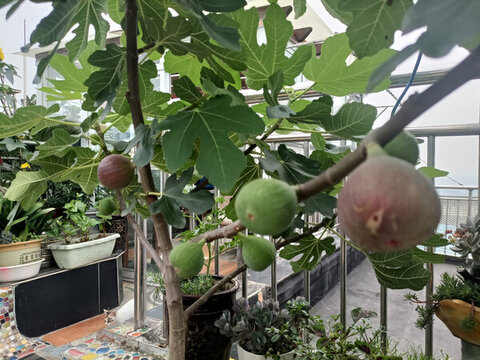 無花果