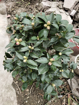茶樹枝葉