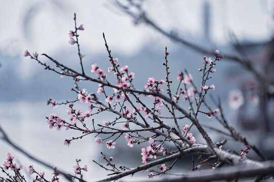 梅花樹