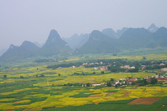 美麗鄉(xiāng)村稻田