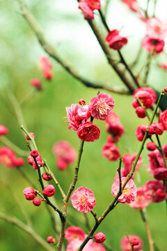 紅梅花