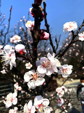 櫻花