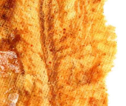 鱈魚片特寫