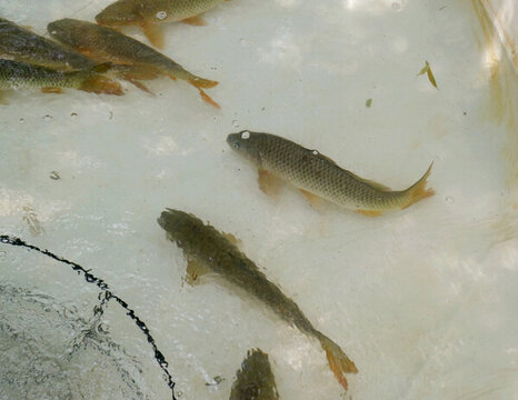 大鯉魚