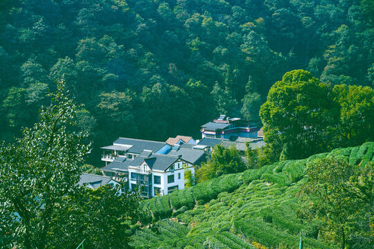 植物杭州風(fēng)貌龍井村茶山