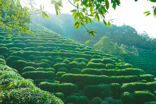 茶山杭州風(fēng)貌龍井村