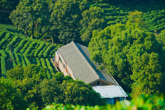 茶山村杭州風貌龍井村