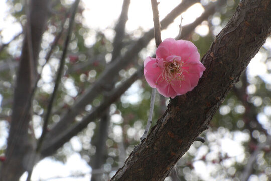 寒冬梅花香滿庭