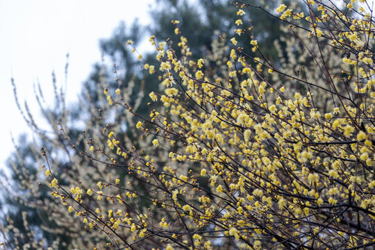 立春迎春花臘梅花開(kāi)