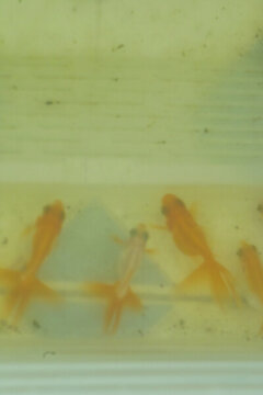 養(yǎng)魚池