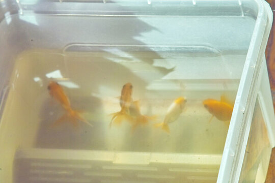 魚池