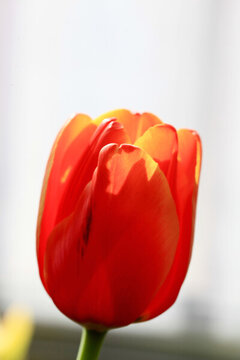 郁金香花